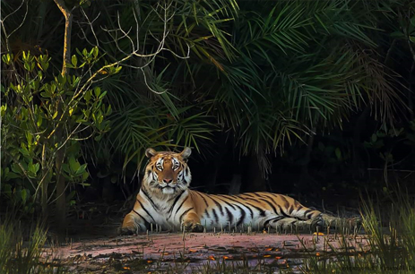 Wildlife Treasures Kaziranga Manas